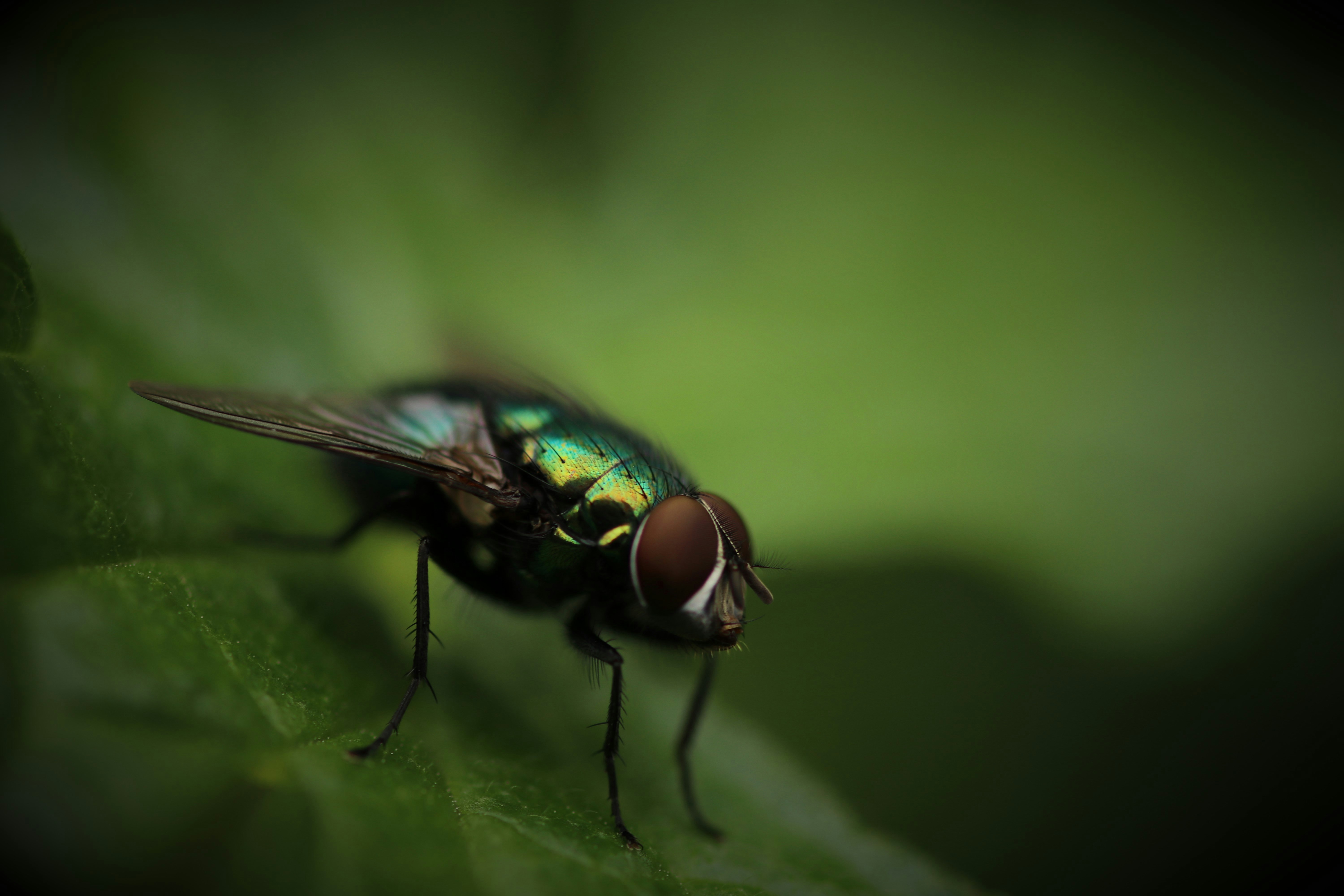 green and brown housefly